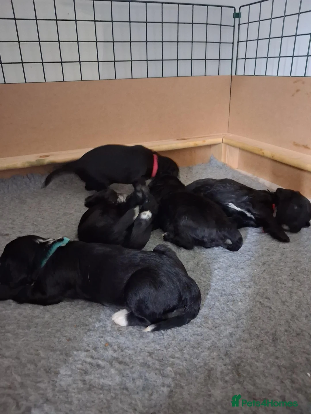 Mixed Breed dogs for sale: 5 beautiful springerpoos in Southam - Advert 2