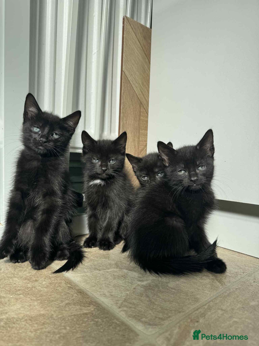 Mixed Breed cats for sale: 3 Black Male and 3 Black Female  - Image 1