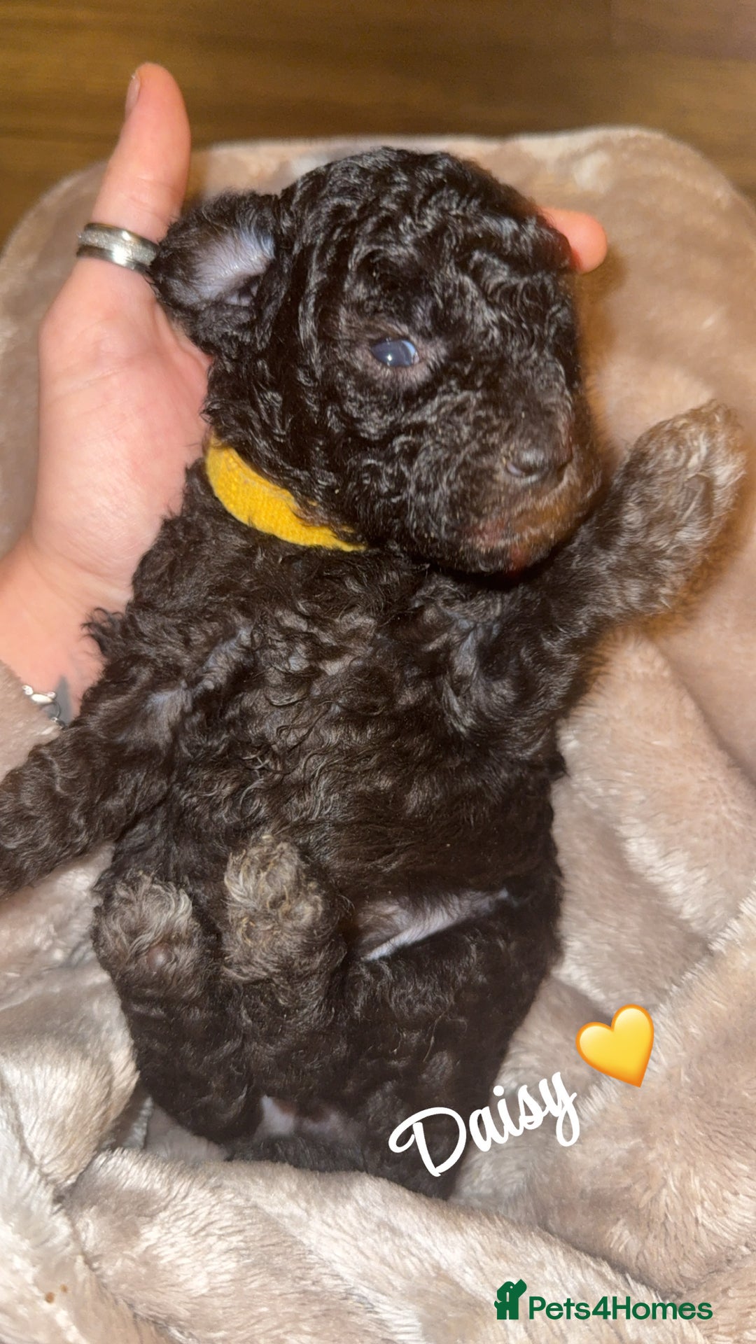 Toy Poodle dogs for sale: 5 generation championship pedigree toy poodle pups - Advert 7