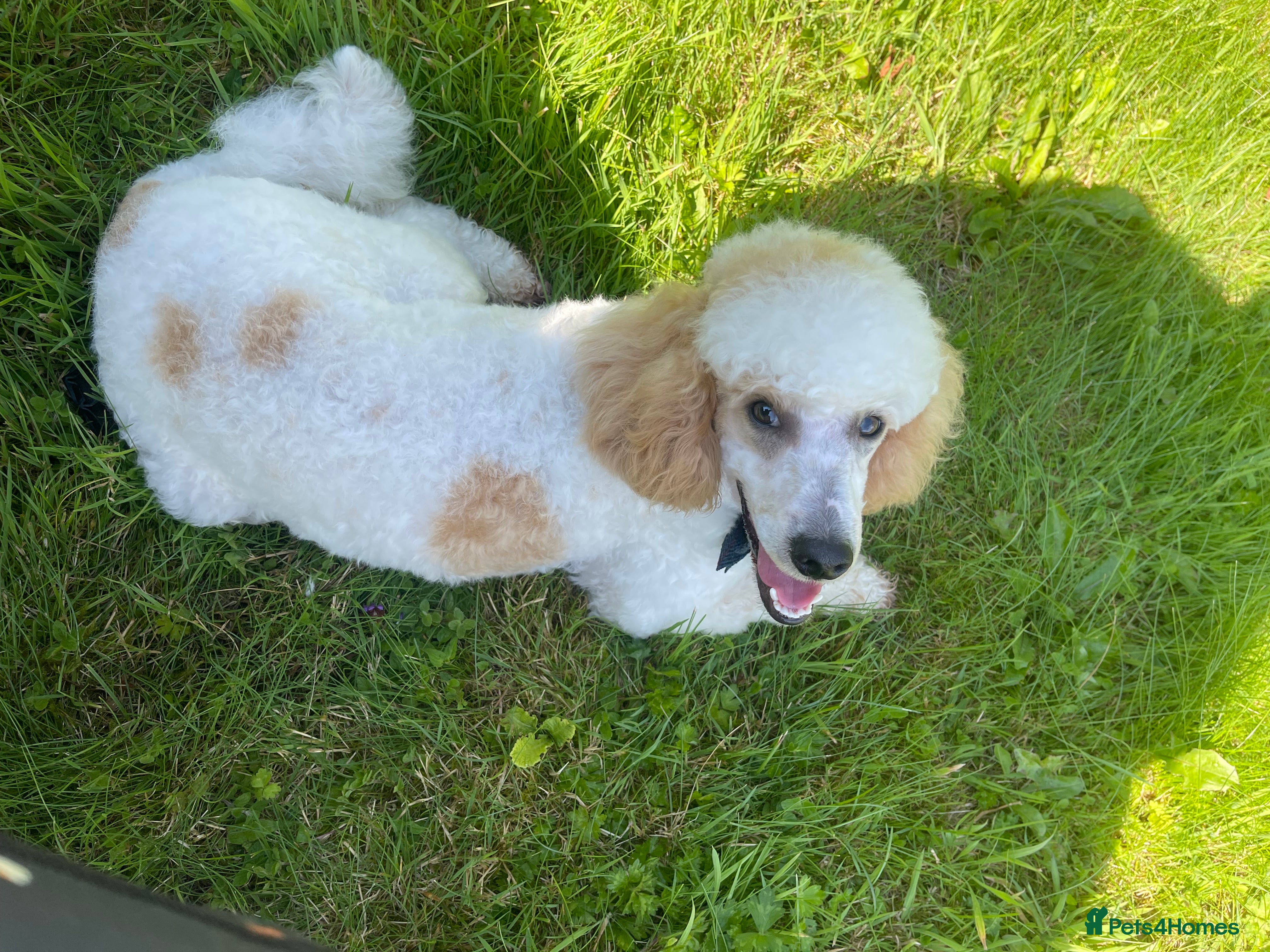 Miniature Poodle dogs Red/aipricot parti poodle. DNA clear  in Porth - Advert 9