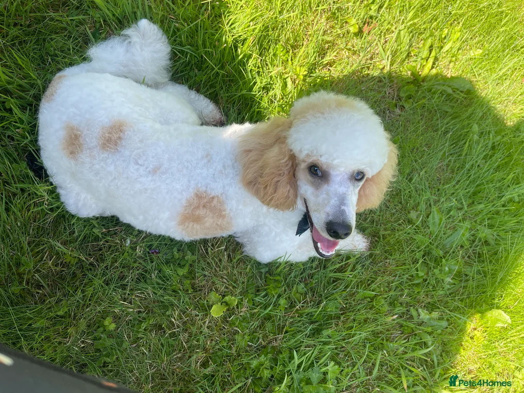 Miniature Poodle dogs for stud: Red/aipricot parti poodle. DNA clear  in Porth - Advert 1