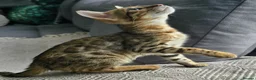 Bengal cats for sale: Ready NOW.. need go ASAP - Advert 33