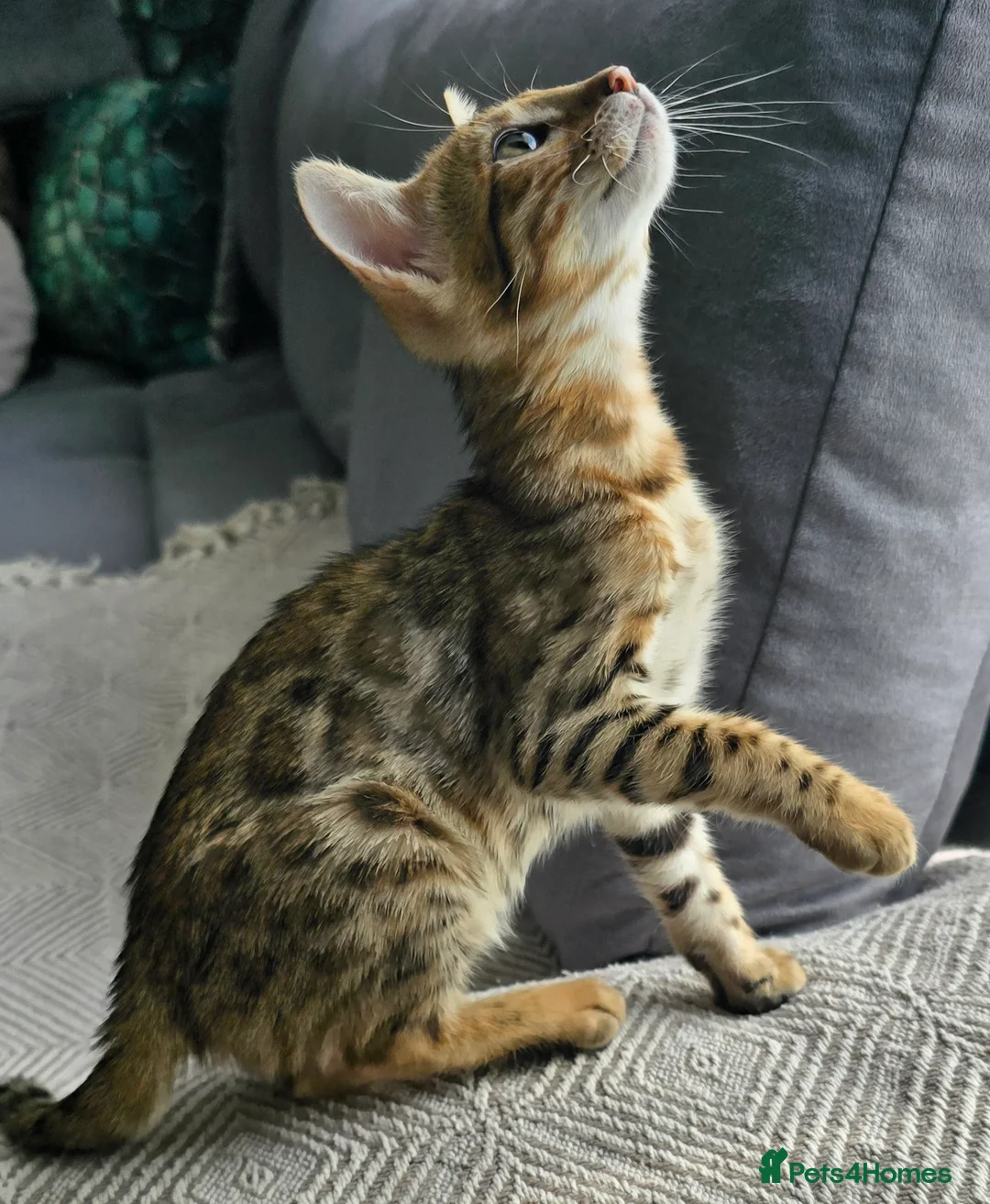 Bengal cats for sale: Ready NOW.. need go ASAP - Advert 33