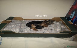 Yorkshire Terrier dogs for sale: Tiny gorgeous baby boys - Image 30