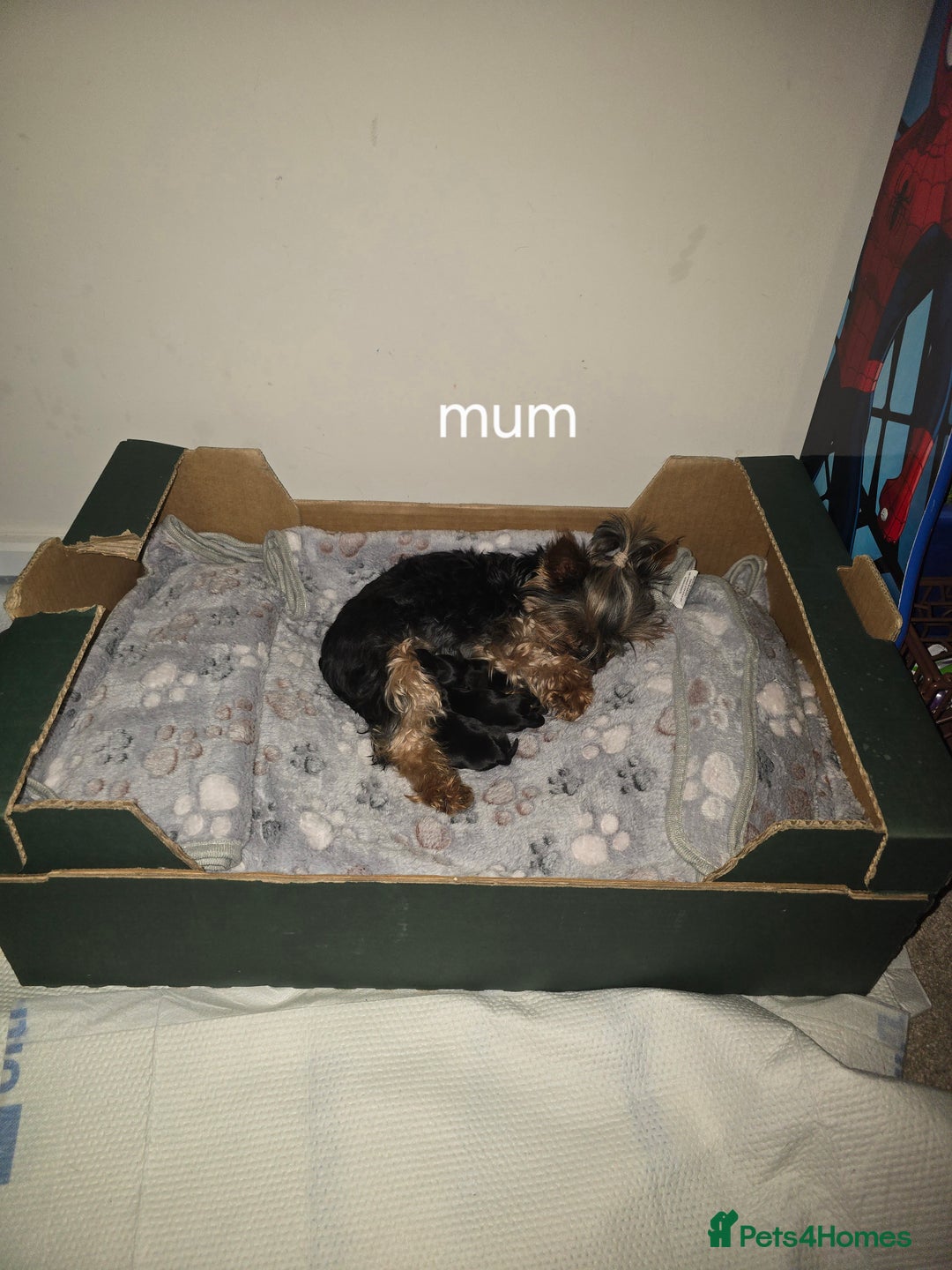 Yorkshire Terrier dogs for sale: Tiny gorgeous baby boys - Image 30