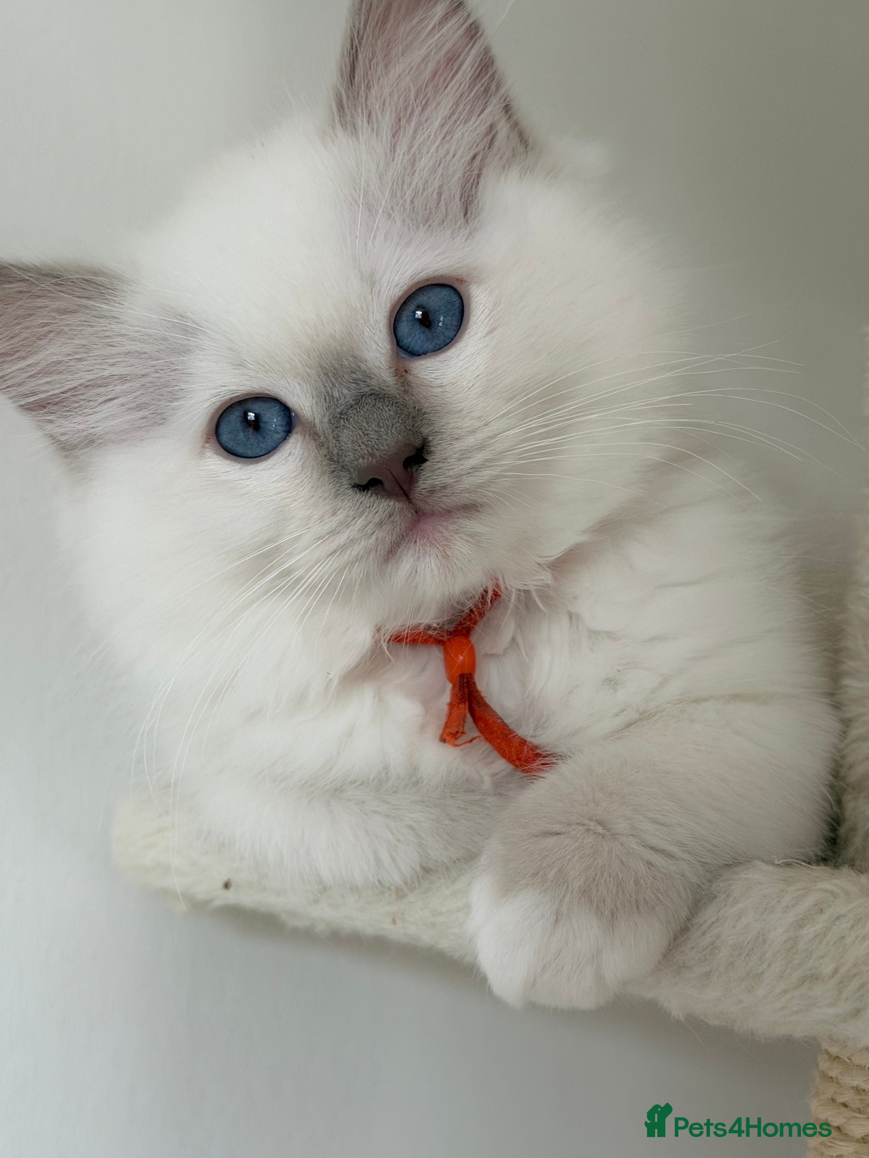 Ragdoll cats Ragdoll male rare Lilac point  - Advert 2