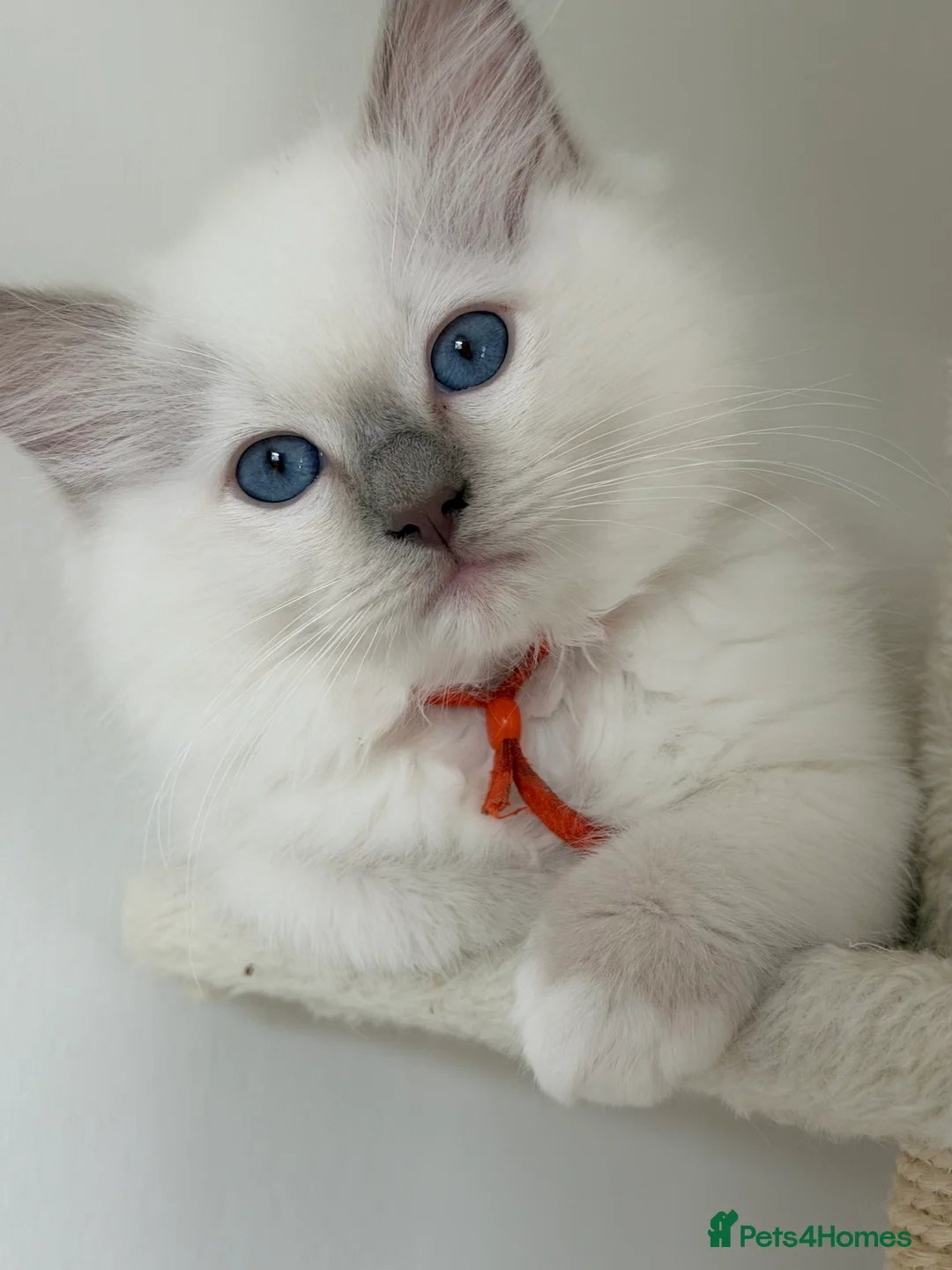 Ragdoll cats for sale: Ragdoll male rare Lilac point  - Advert 2