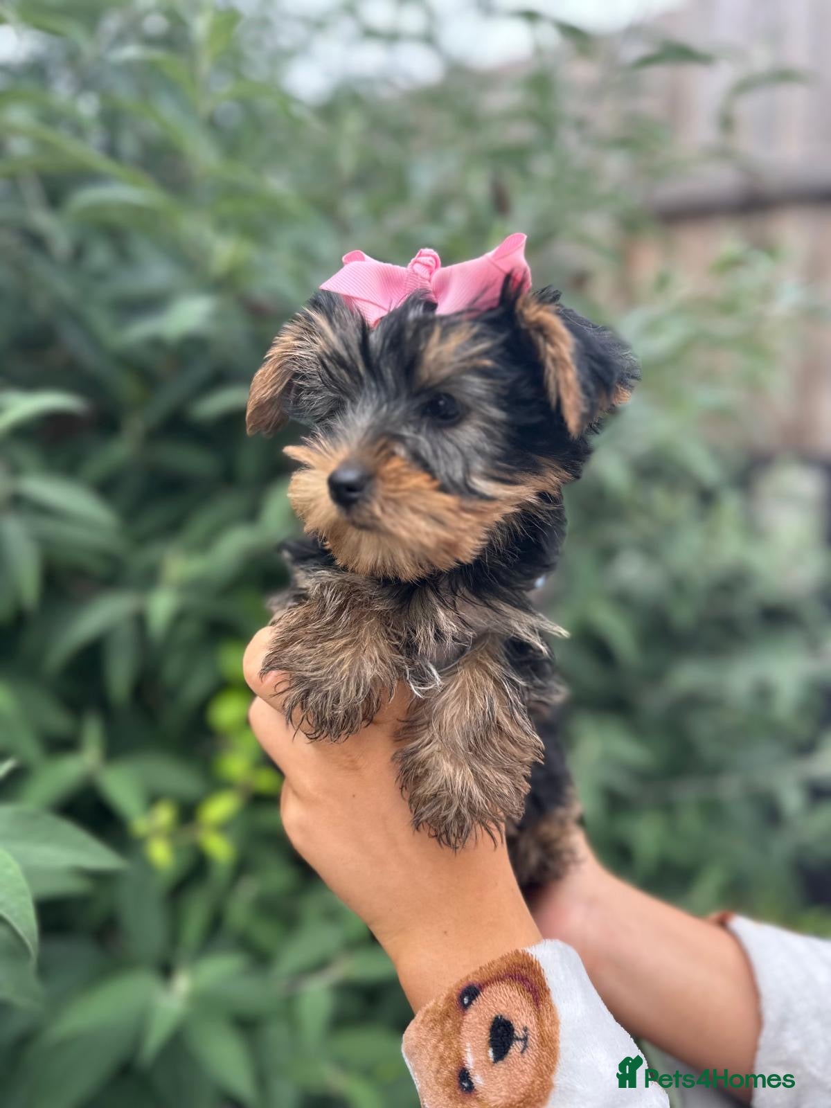 Yorkshire Terrier dogs for sale: Beautiful Yorkshire terrier puppy’s ready now - Advert 7
