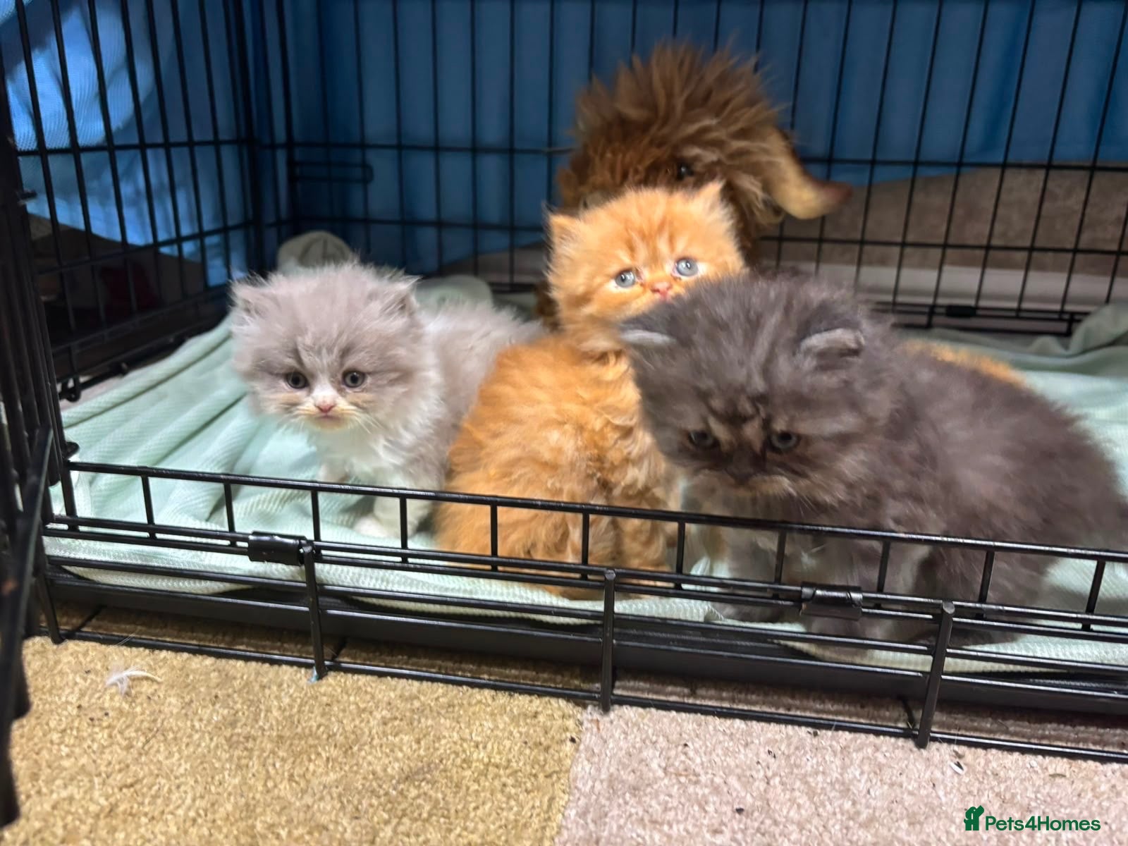 Persian cats Beautiful pure bred Persians  - Advert 13