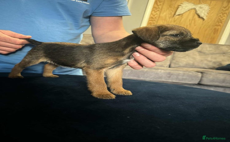 Border Terrier dogs - Advert 1