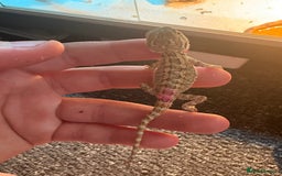Dragon reptiles for sale: Viticans dragon - Image 12