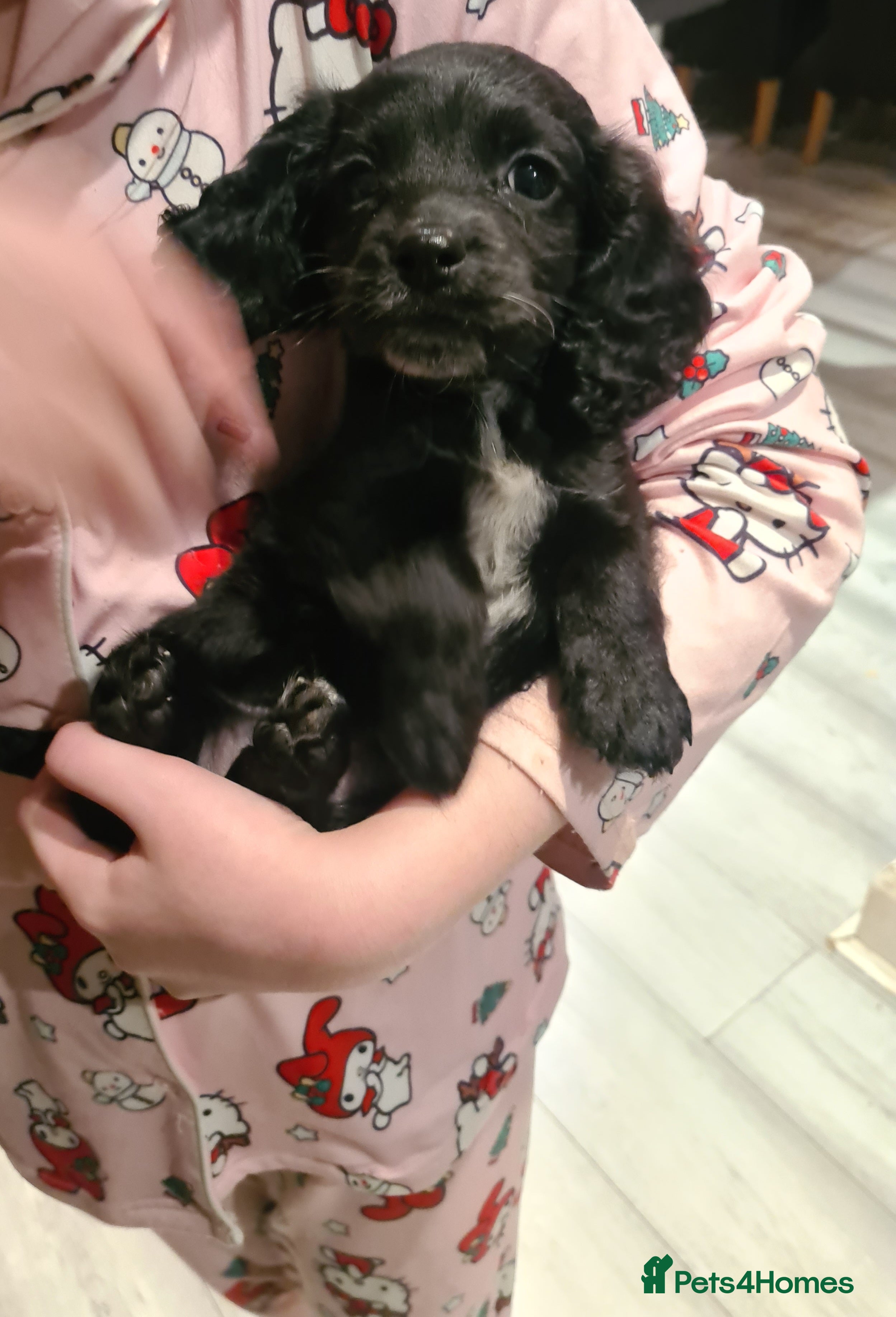 Cockapoo dogs F2 Cockapoo puppy **Last girl left ready now!** - Advert 4