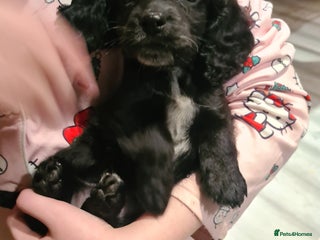 Cockapoo dogs F2 Cockapoo puppy **Last girl left ready now!** - Advert 1