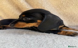 Miniature Dachshund dogs for sale: KC REGISTERED MINIATURE DACHSHUND BLACK AND TAN - Image 2