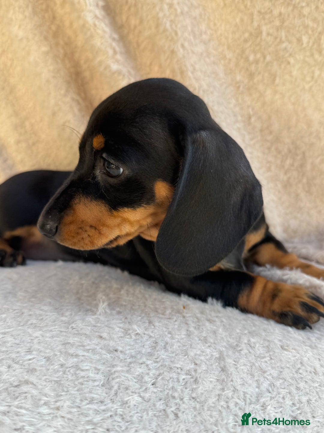 Miniature Dachshund dogs for sale: KC REGISTERED MINIATURE DACHSHUND BLACK AND TAN - Image 2