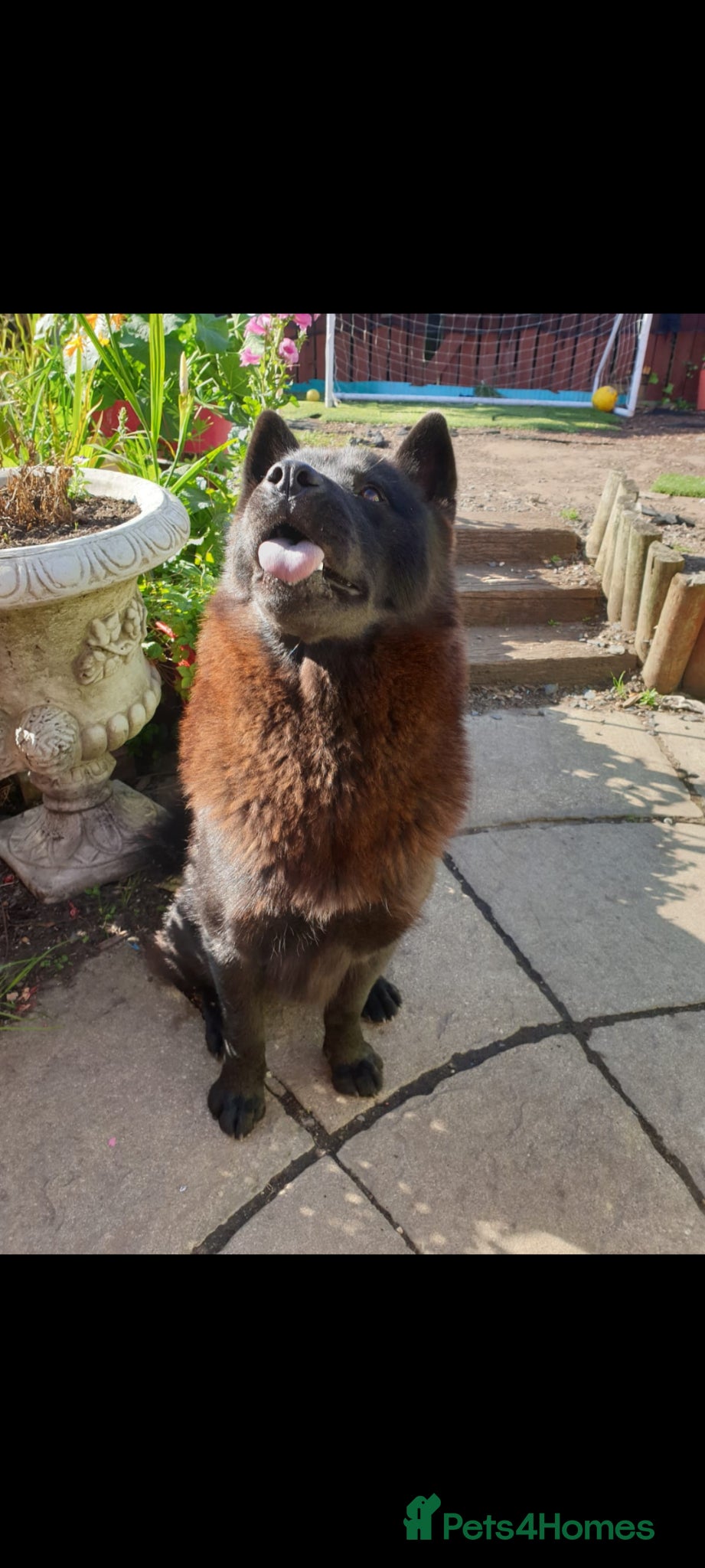 Mixed Breed dogs Amazing Chowski looking for a loving home - Advert 1