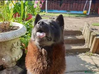 Mixed Breed dogs Amazing Chowski looking for a loving home - Advert 1