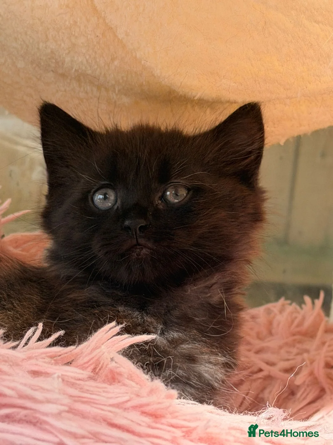 Mixed Breed cats for sale: Stunning Kittens - Advert 8