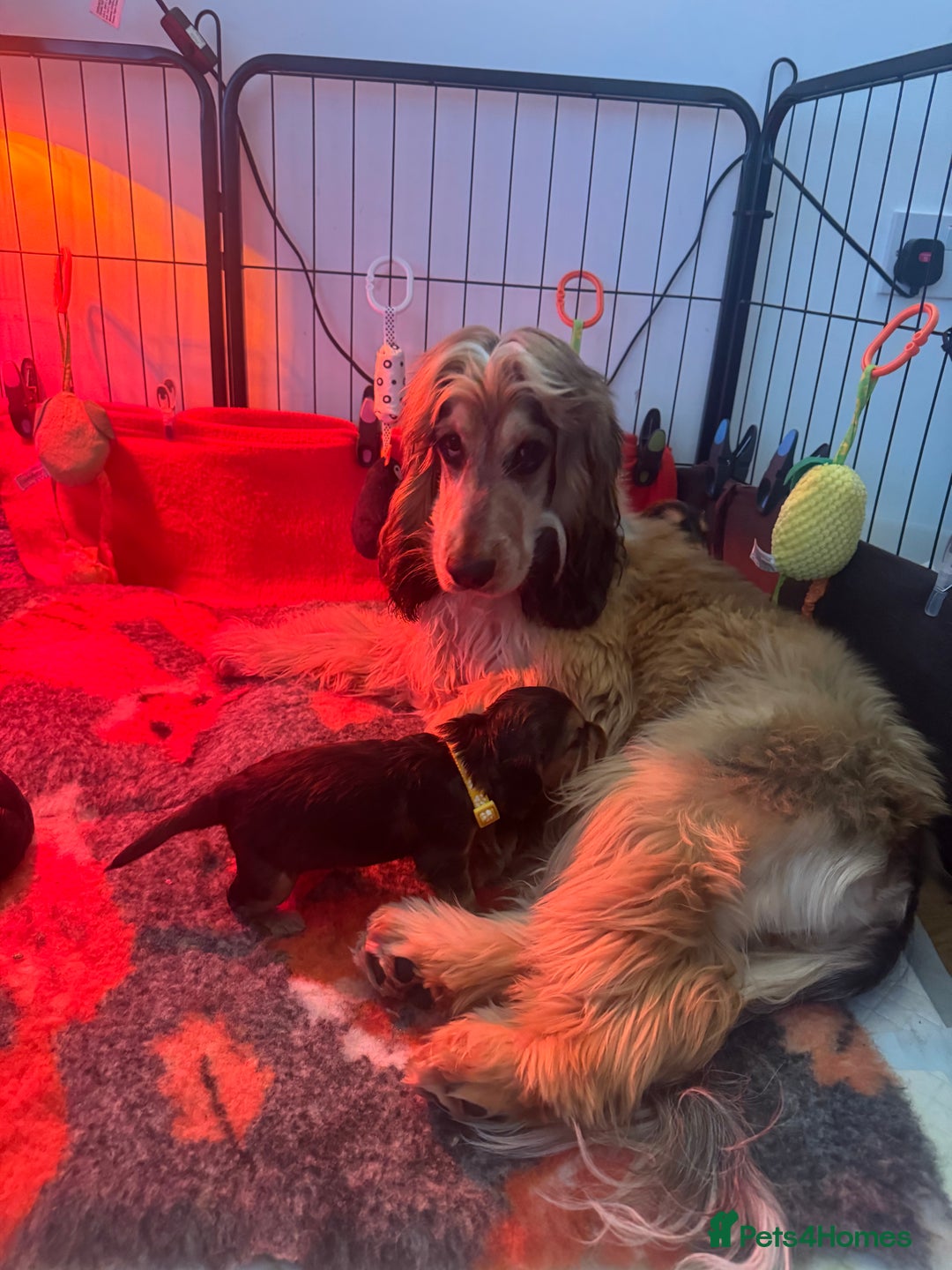 Cocker Spaniel dogs for stud: Rufus - KC sable show cocker - Advert 7