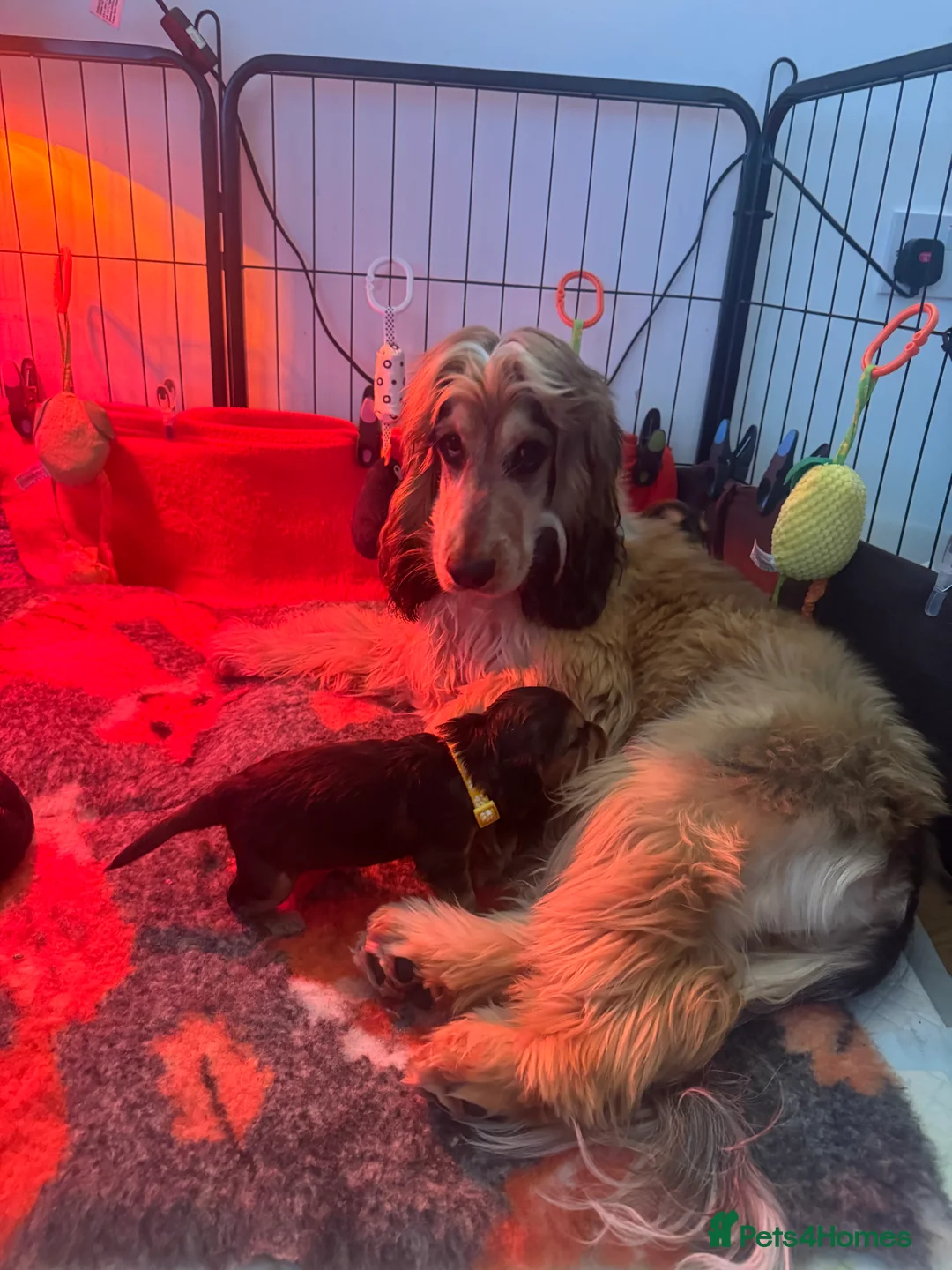 Cocker Spaniel dogs for stud: Rufus - KC sable show cocker - Advert 7