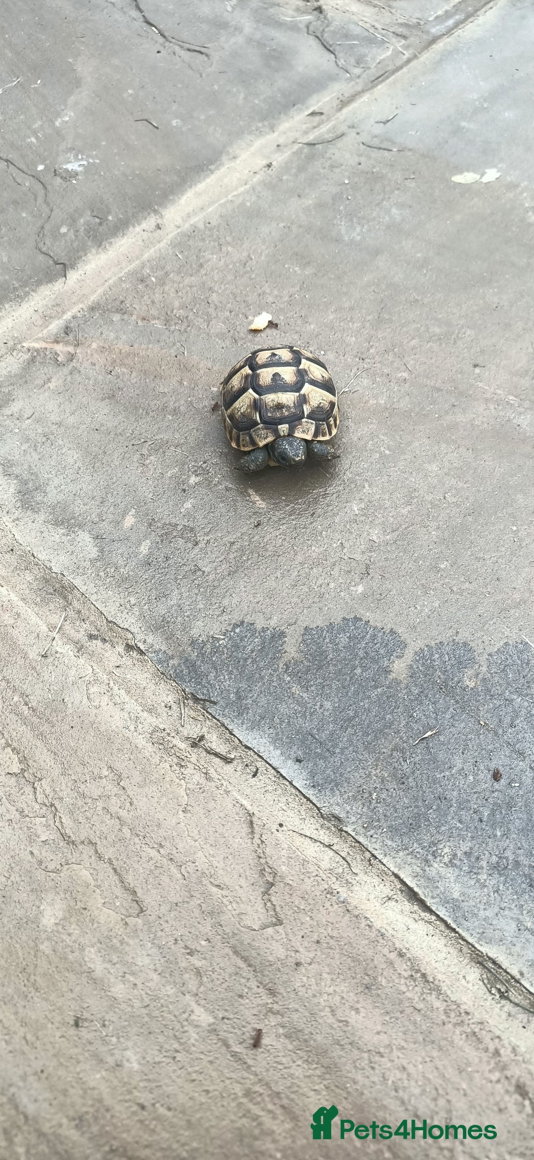 Hermann Tortoise reptiles for sale: 5 Spur Thighed Tortoises  - Image 24