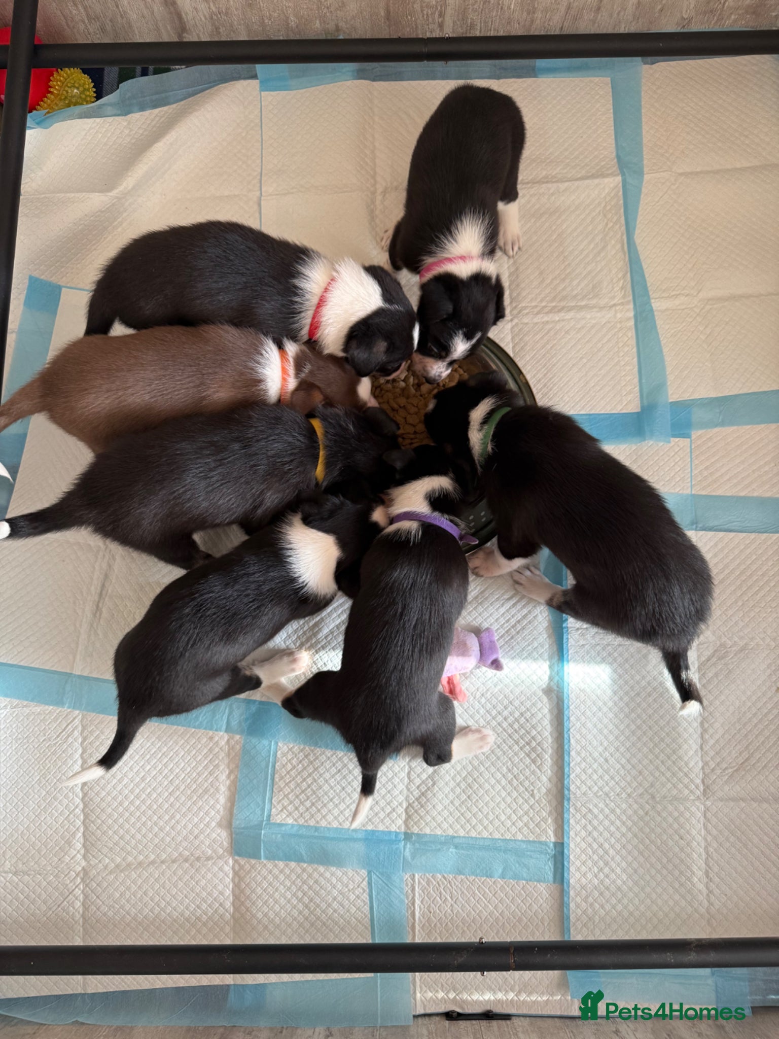 Border Collie dogs Tri colour border collies - Advert 2