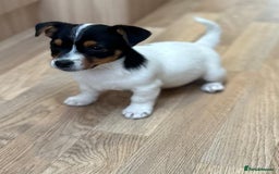 Jack Russell dogs for sale: Traditional Miniature Jack Russell Puppies! - Advert 2