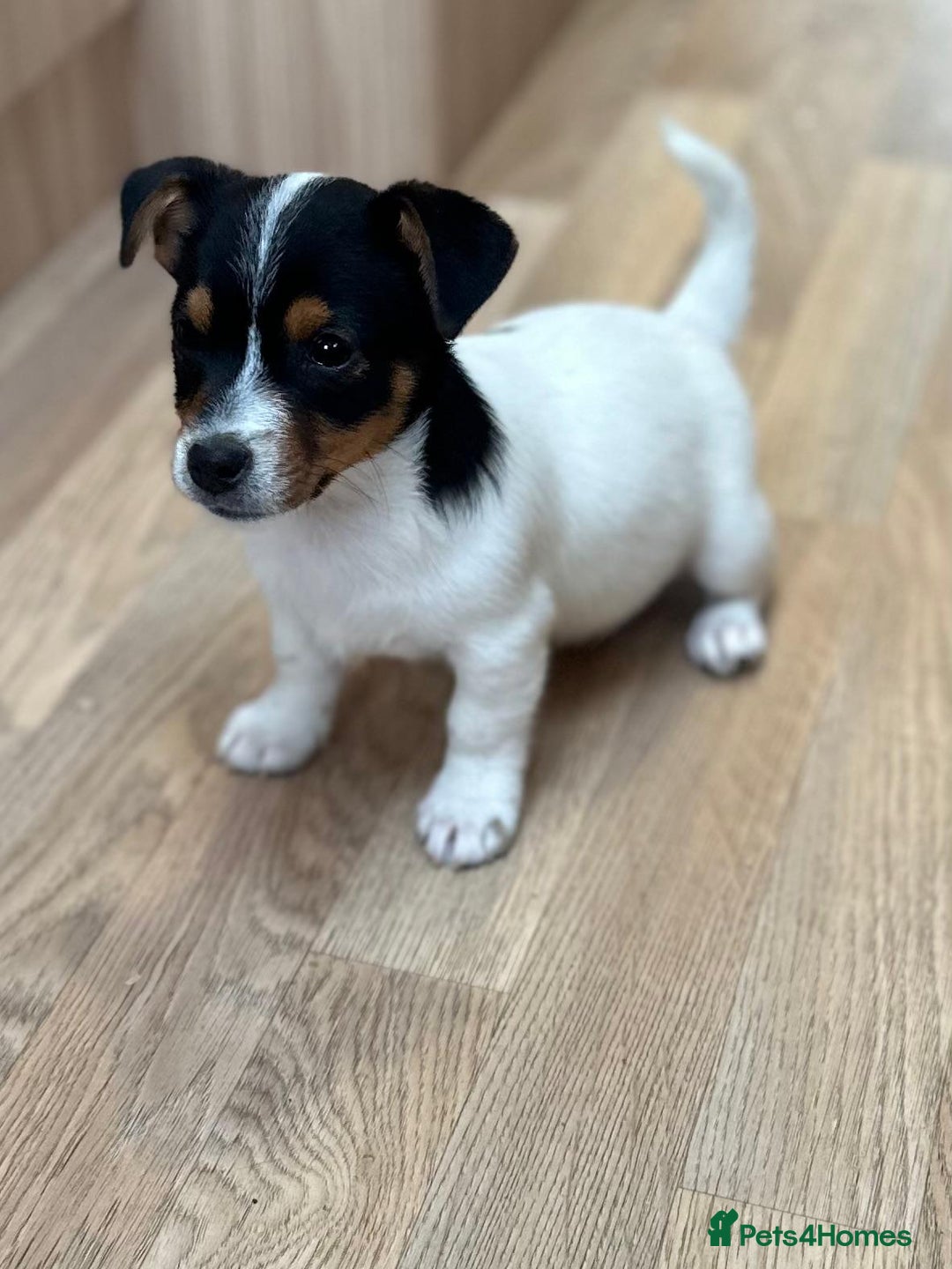 Jack Russell dogs for sale: Traditional Miniature Jack Russell Puppies! - Advert 2