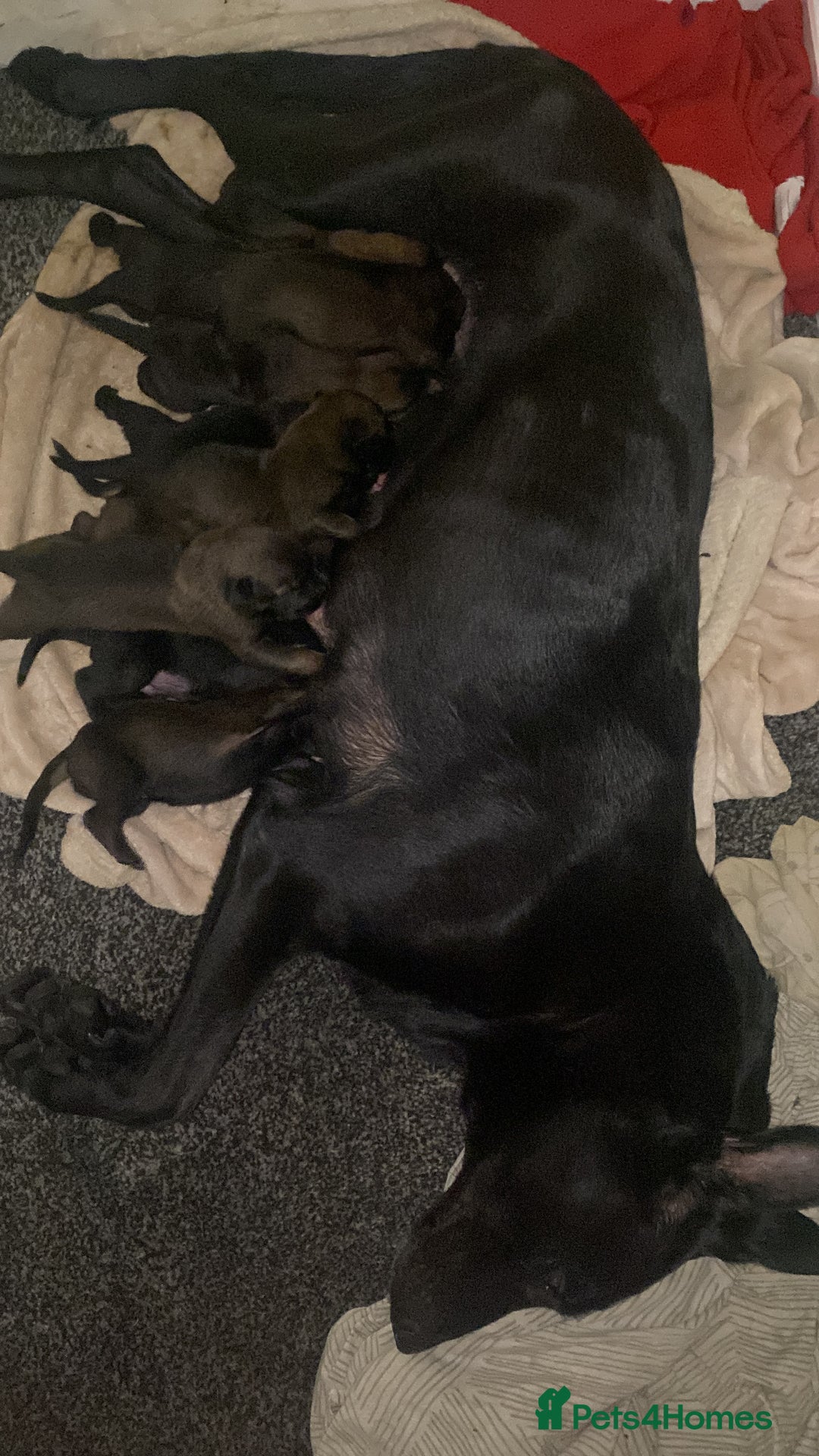 Belgian Shepherd Dog dogs for sale: Belgian Malinois Puppies - Image 18