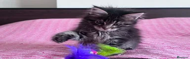 Maine Coon Kitten 2