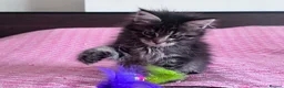 Maine Coon cats for sale: Maine coon active females  - Advert 9