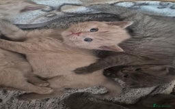 Scottish Fold cats for sale: Scottish fold and straight kittens  - Image 4