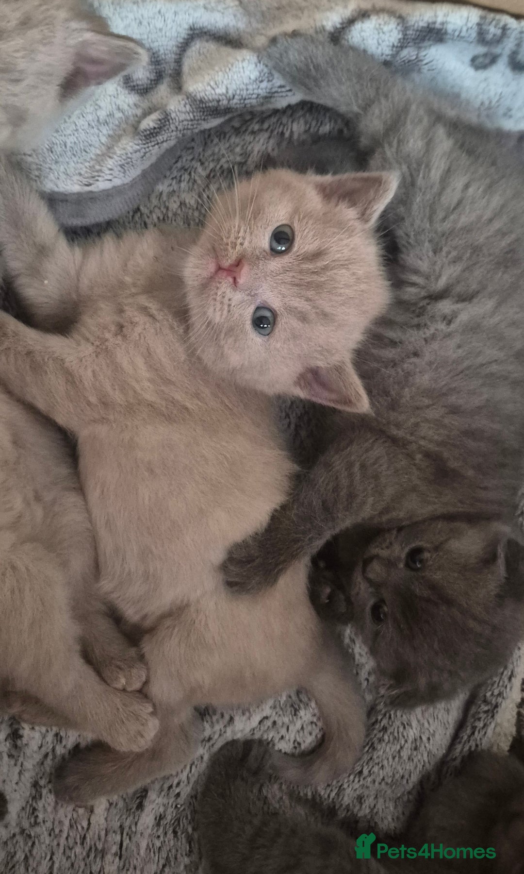 Scottish Fold cats for sale: Scottish fold and straight kittens  - Image 4