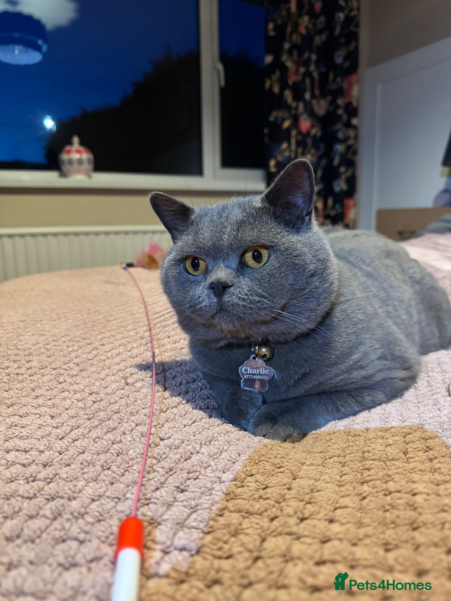 British Shorthair cats for sale: British Shorthair Blue - Advert 2
