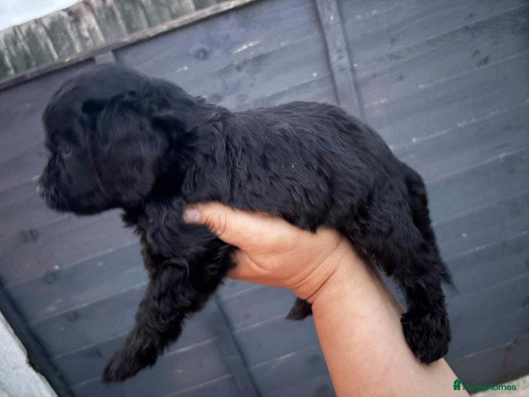 Cockapoo dogs for sale: Beautiful cockerpoo pups for sale - Image 2