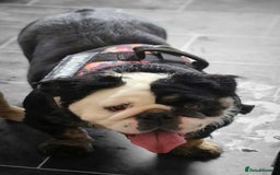 English Bulldog dogs for sale: Fluffy english bulldog female 2yrs born 2023 - Image 3