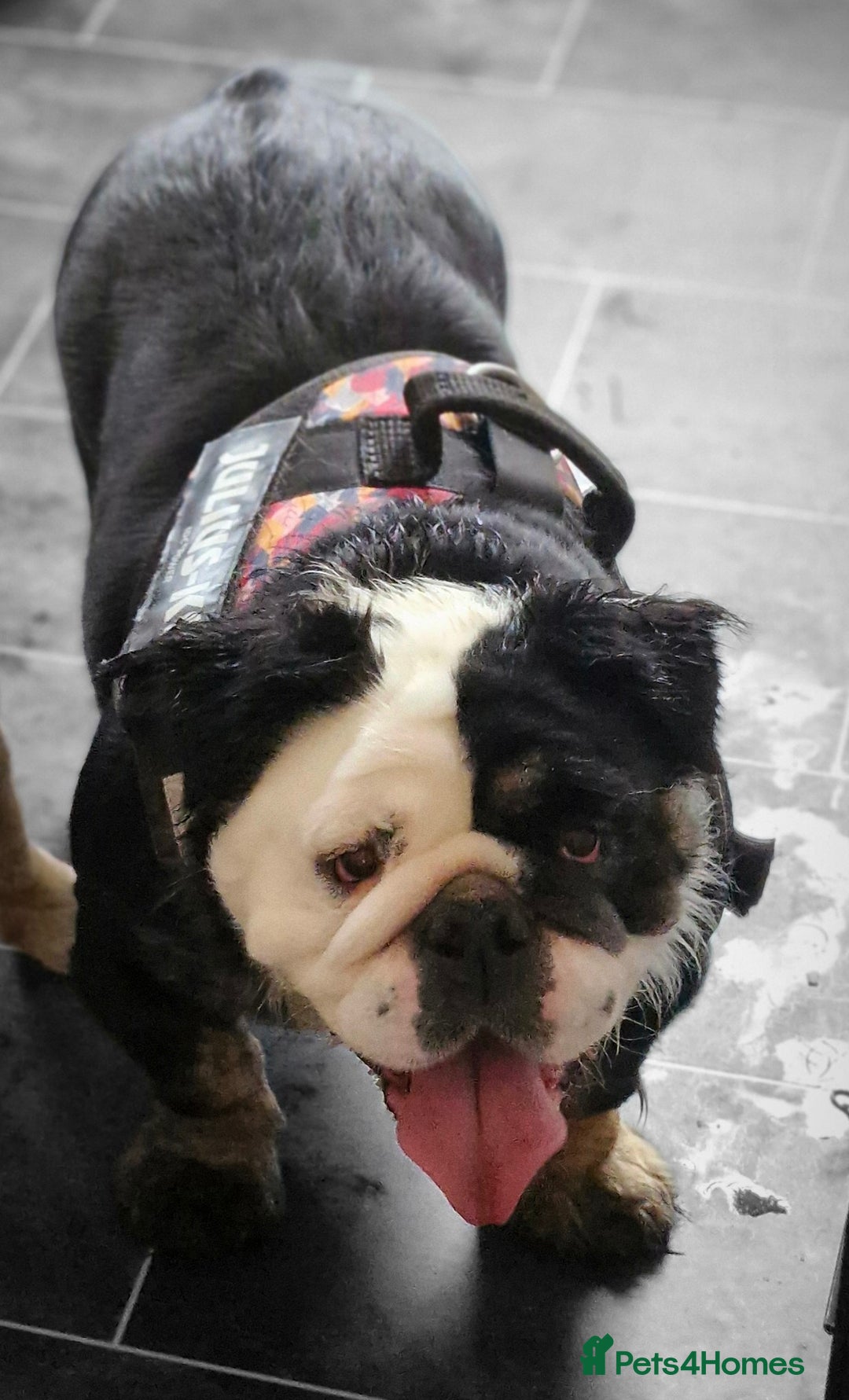 English Bulldog dogs for sale: Fluffy english bulldog female 2yrs born 2023 - Image 3