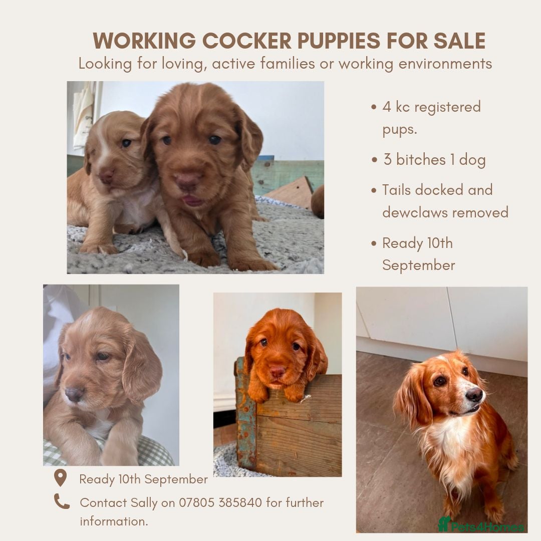Cocker Spaniel dogs Working cocker spaniel puppies - Advert 18