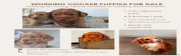 Cocker Spaniel dogs for sale: Working cocker spaniel puppies in Stratford-upon-Avon - Advert 8