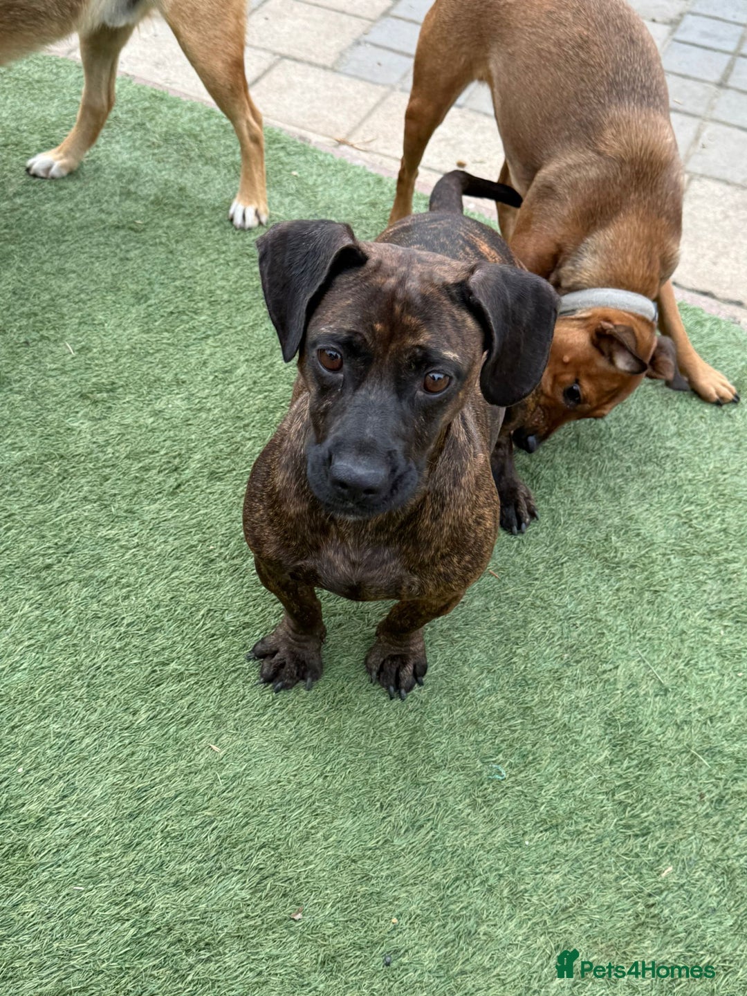 Mixed Breed dogs for adoption: Cutie Mimmi looking for love - Advert 13