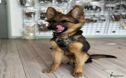 Mixed Breed dogs for sale: Gerberian Shepsky boy for sale - Image 6