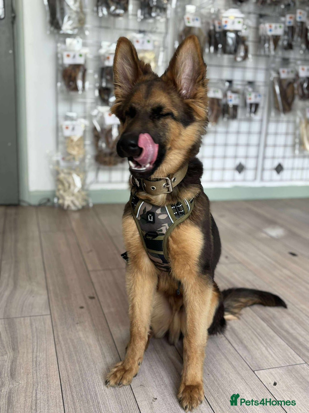 Mixed Breed dogs for sale: Gerberian Shepsky boy for sale - Image 6