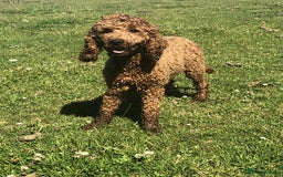 Cockapoo dogs for sale: 🖤BEAUTIFUL COCKAPOO FOR SALE🖤 - Advert 23