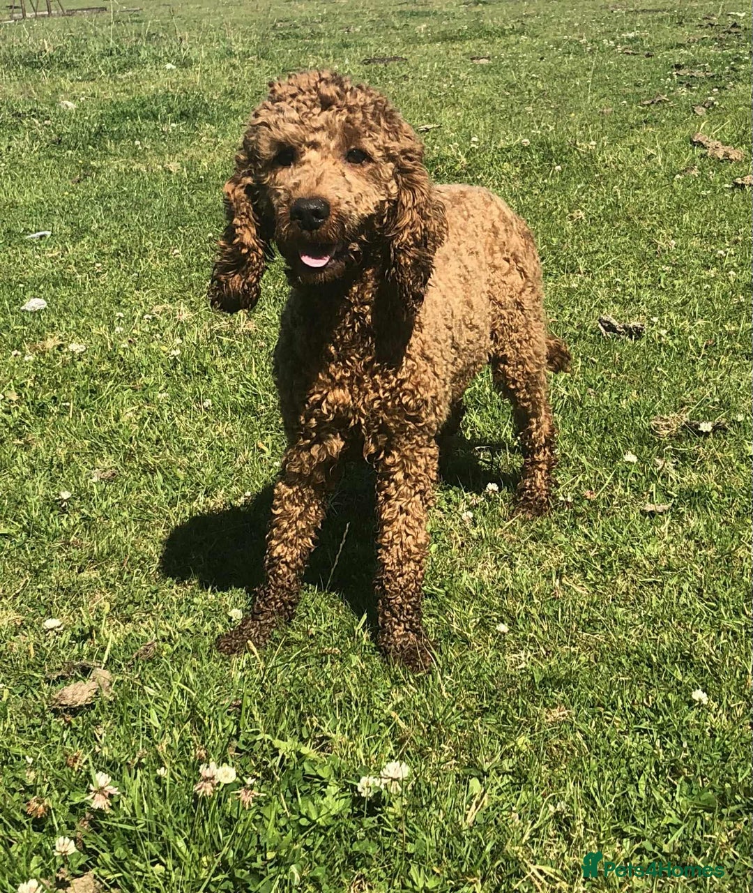 Cockapoo dogs for sale: 🖤BEAUTIFUL COCKAPOO FOR SALE🖤 - Advert 23