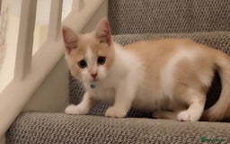 Mixed Breed cats for sale: Beautiful little boy - Image 6