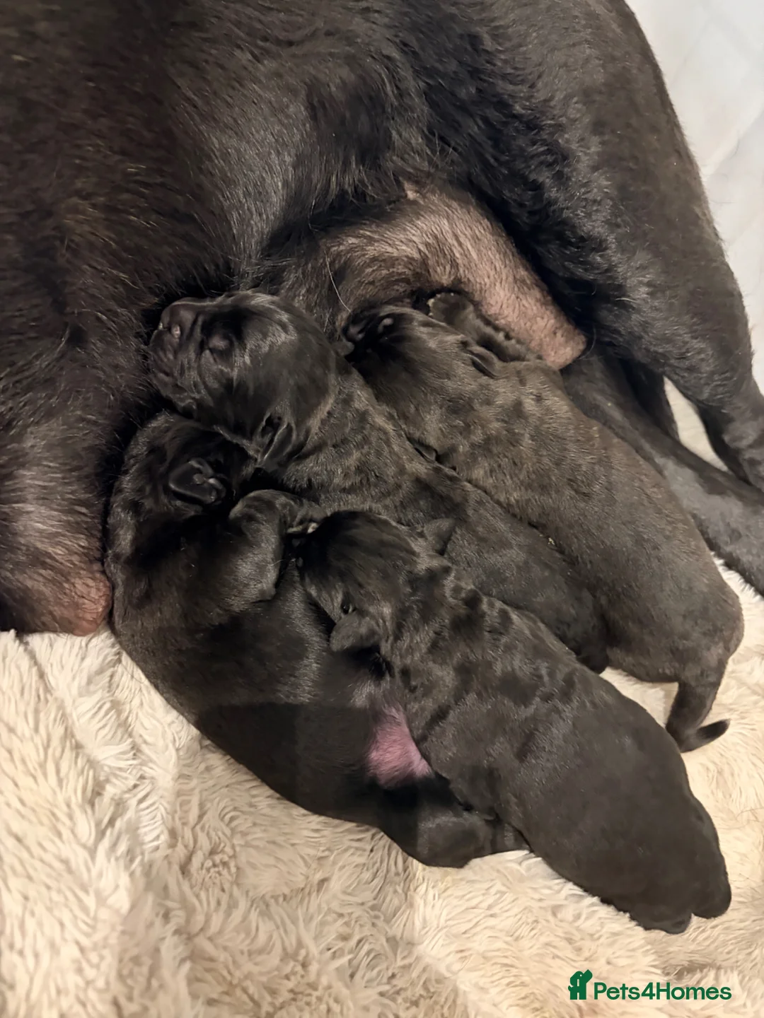 Cane Corso dogs for sale: Cane Corso puppy’s  in Sittingbourne - Advert 6