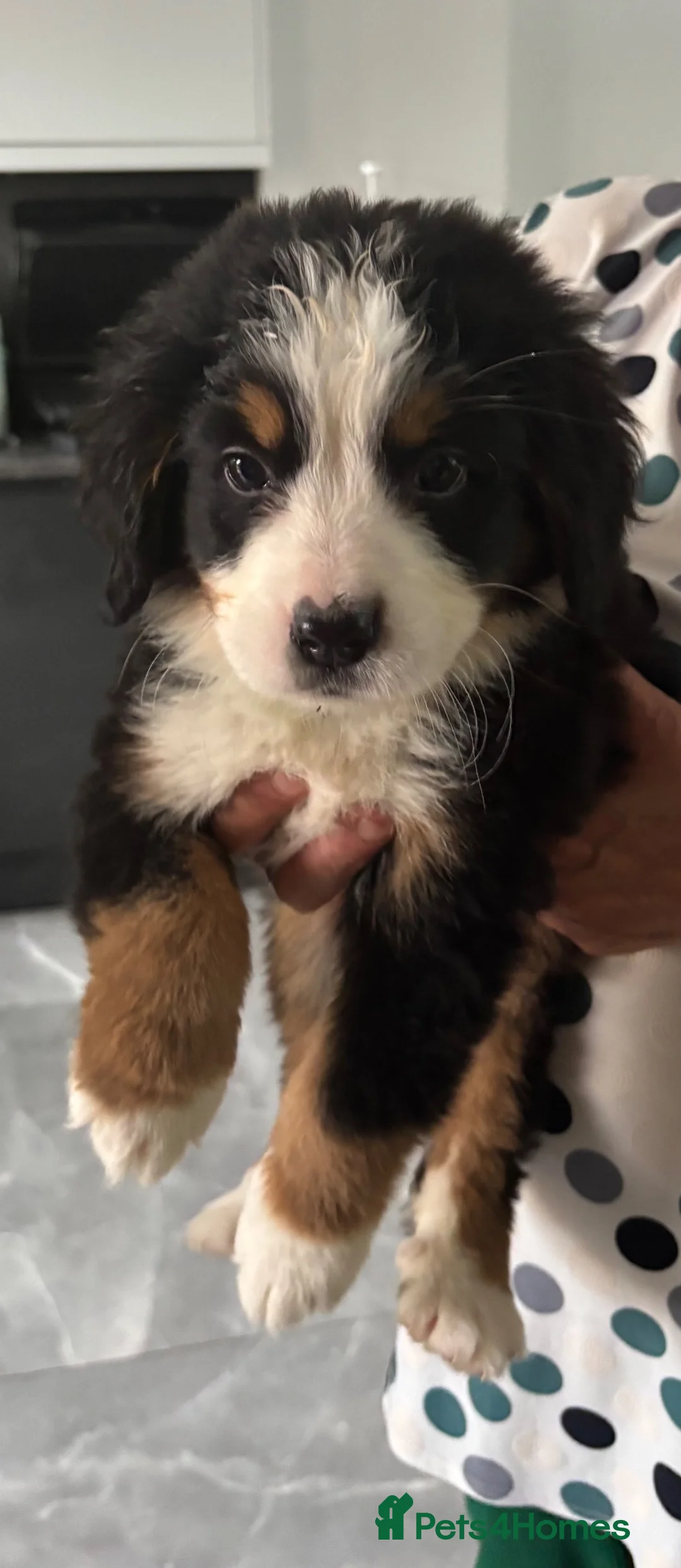 Bernese Mountain Dog dogs for sale:  2 Girls AVAILABLE Ready Now PRICE REDUCED  - Advert 2