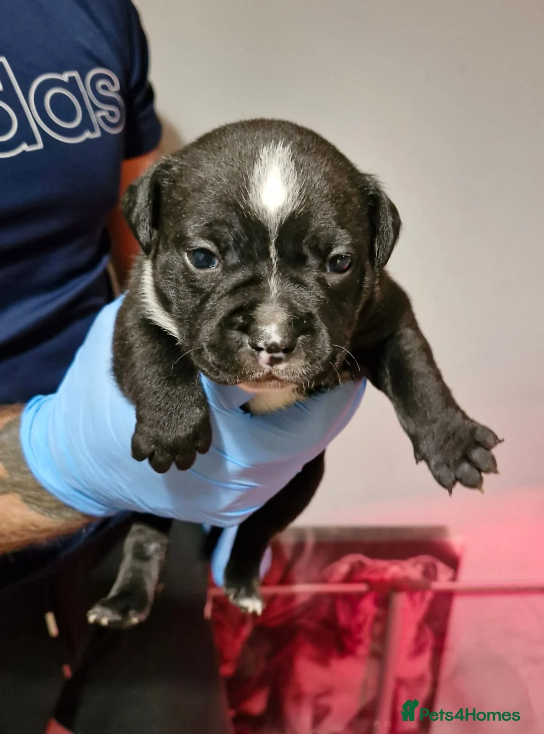 Staffordshire Bull Terrier dogs for sale: KC Staffordshire puppies champion lines - Advert 5