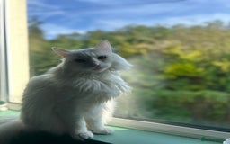 Domestic Shorthair cats for sale: Brother & Sister (not to be split) - Advert 5