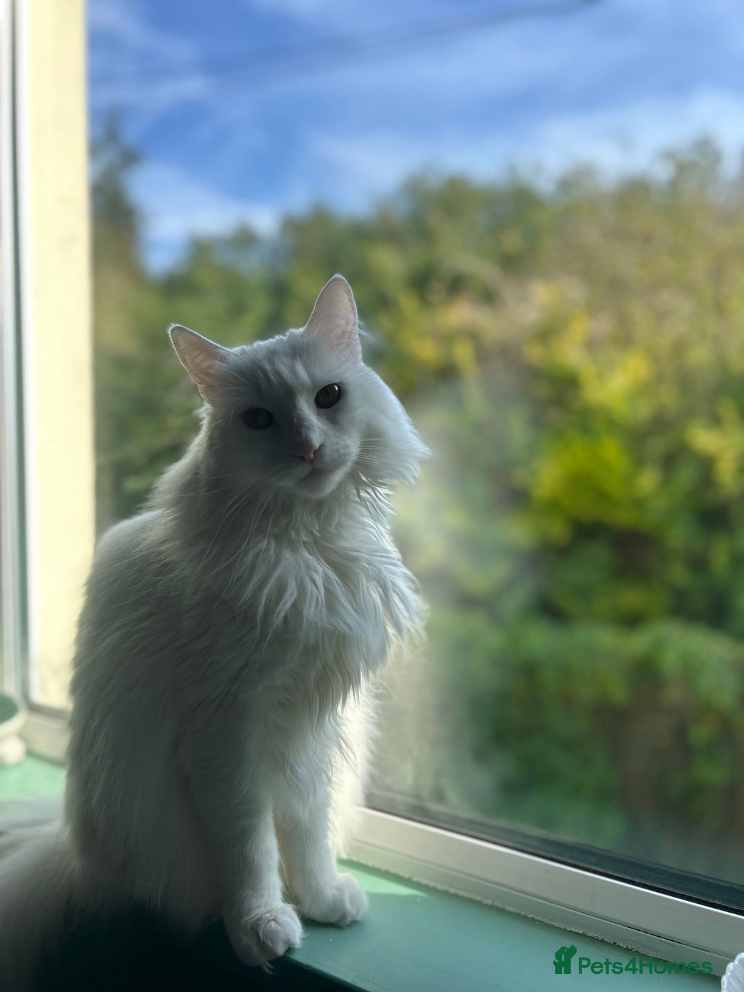 Domestic Shorthair cats for sale: Brother & Sister (not to be split) - Advert 5